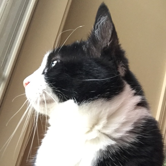 Meet your Posher, Tasha - Picture 1 of 1